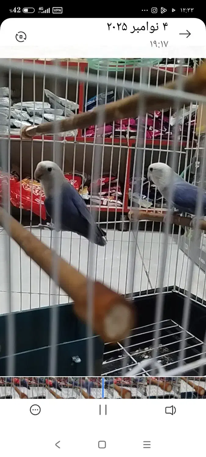 طوطی بریزیلی به شرط مولد|پرنده|امیدیه, |دیوار