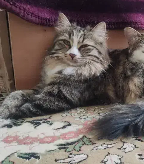 گربه گم شده|حیوانات|خفر, |دیوار