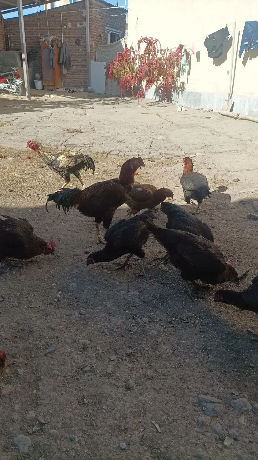 خروس|حیوانات مزرعه|اردبیل, |دیوار