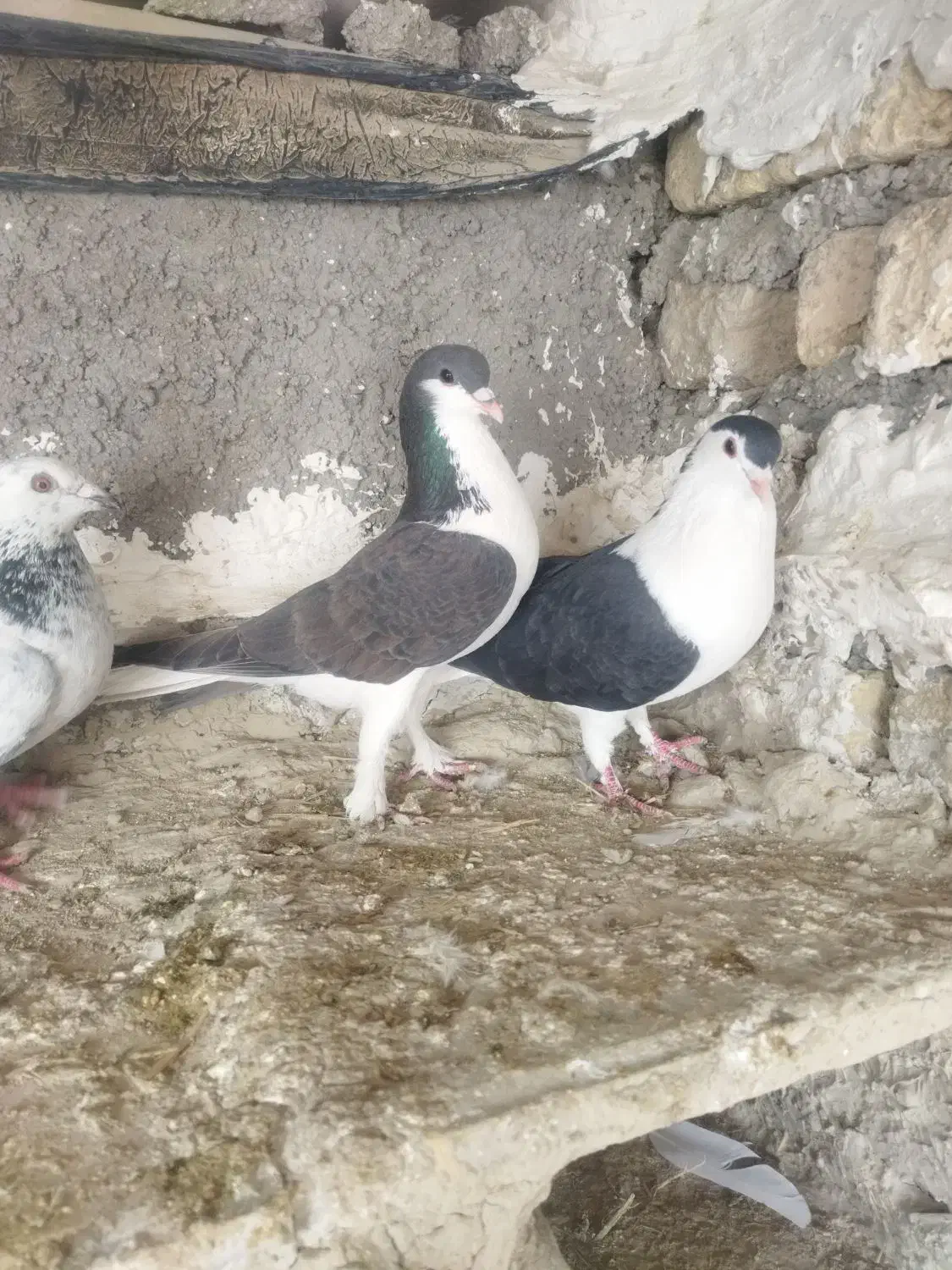 تهرانی نر|پرنده|شیروان (خراسان), |دیوار