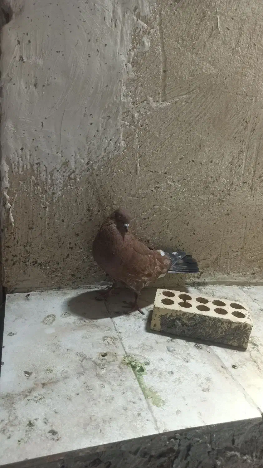 کله ای یه تیکه|پرنده|آبادان, |دیوار