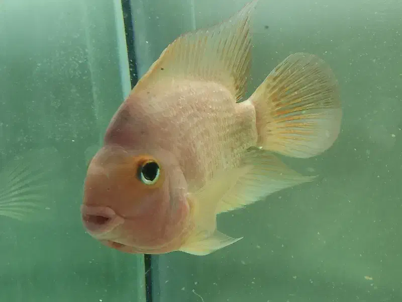 ماهی پرت و یک جفت پنکوس|ماهی|تبریز, |دیوار