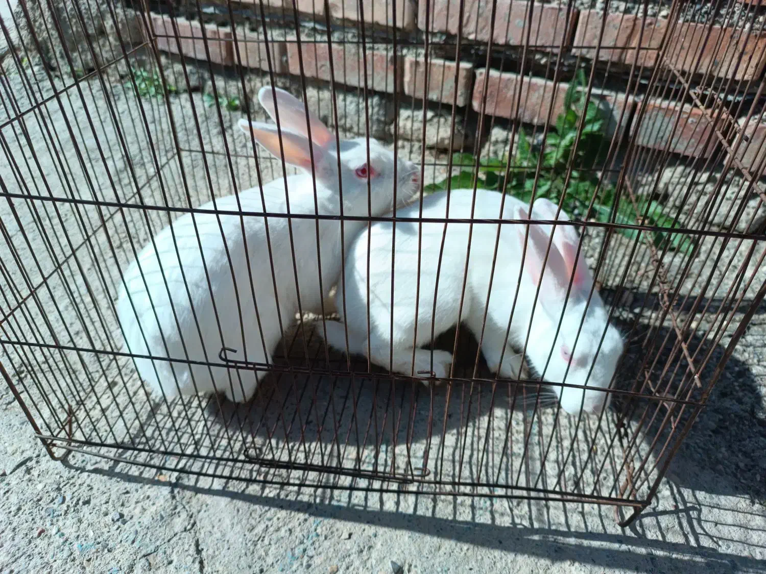 یه. جفت خرگوش بفروش می‌رسد|موش و خرگوش|گنبد کاووس, |دیوار