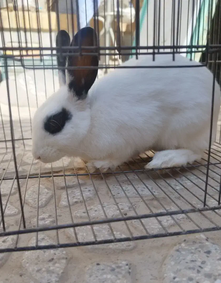 خرگوش خونگی|موش و خرگوش|شهرضا, |دیوار