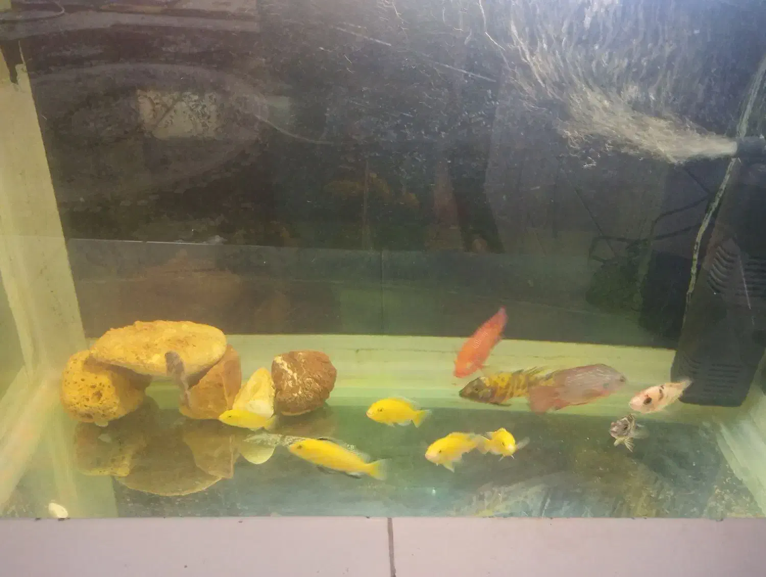 ماهی سیچیلاید|ماهی|فسا, |دیوار