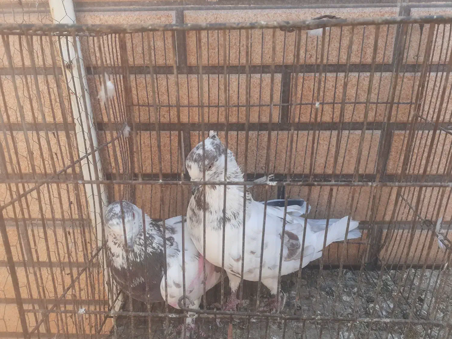 کبوتر نر عالی|پرنده|کاشان, مشکات|دیوار