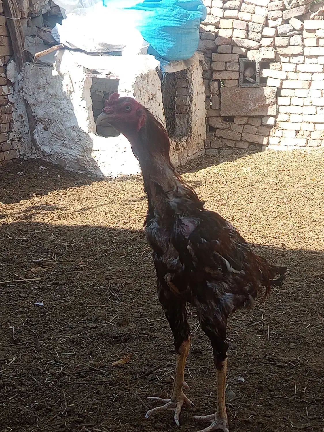 فروش خروس لاری|حیوانات مزرعه|شبستر, |دیوار