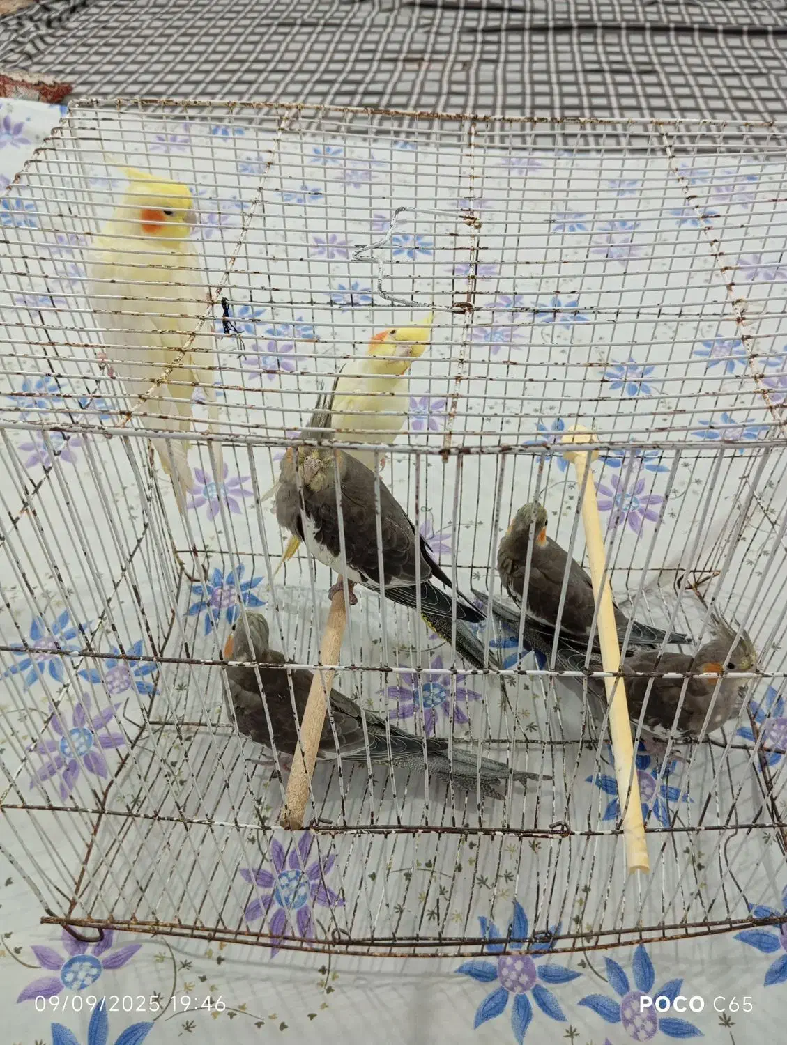 شال لباس‌وپرنده|لباس|زابل, |دیوار