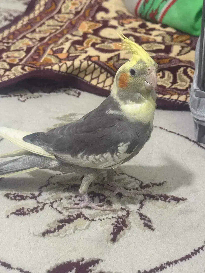 عروس هلندی ۴ ماهه|پرنده|ابهر, |دیوار