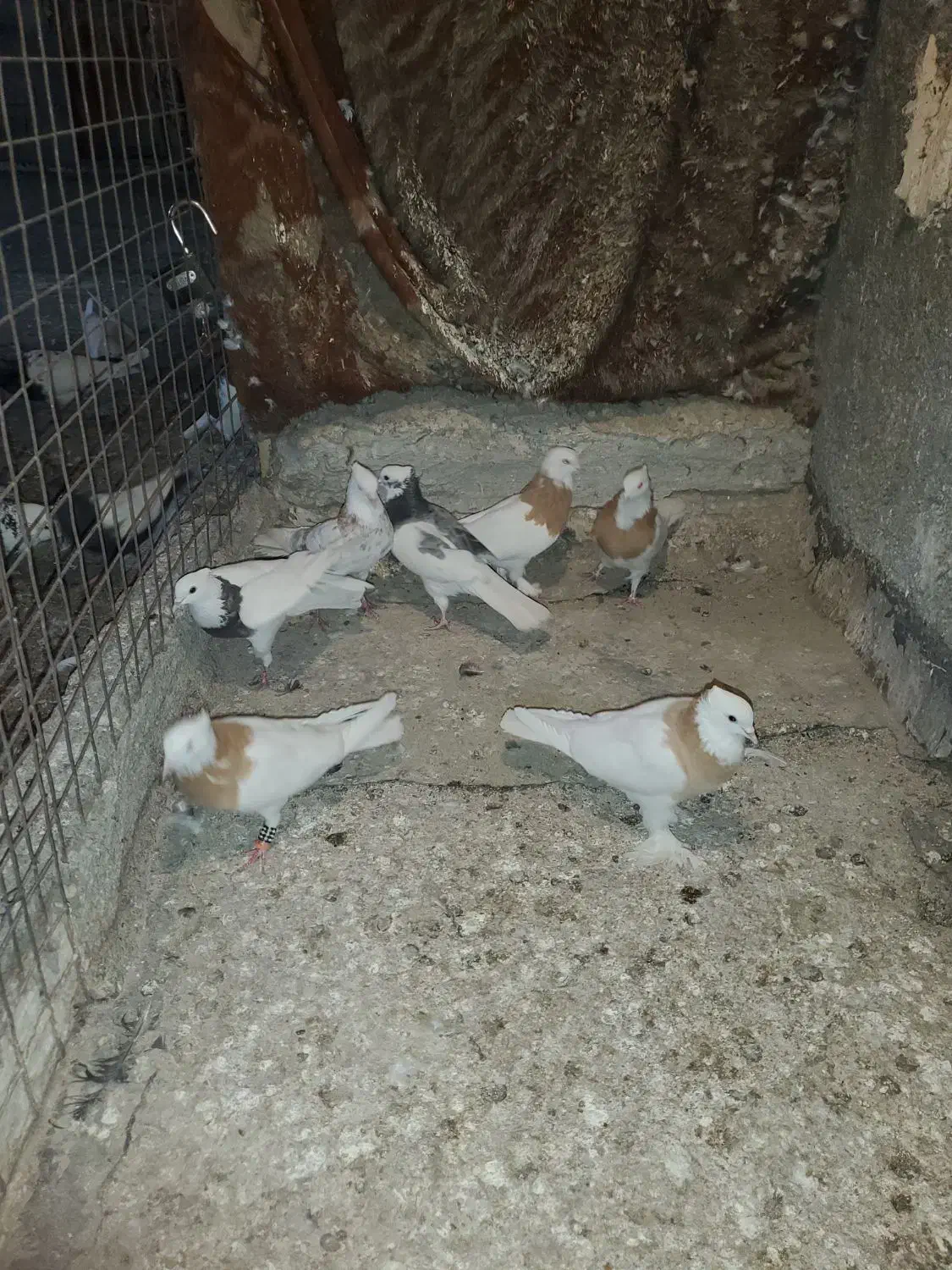 طوقی زرد|پرنده|مشهد, نوید|دیوار