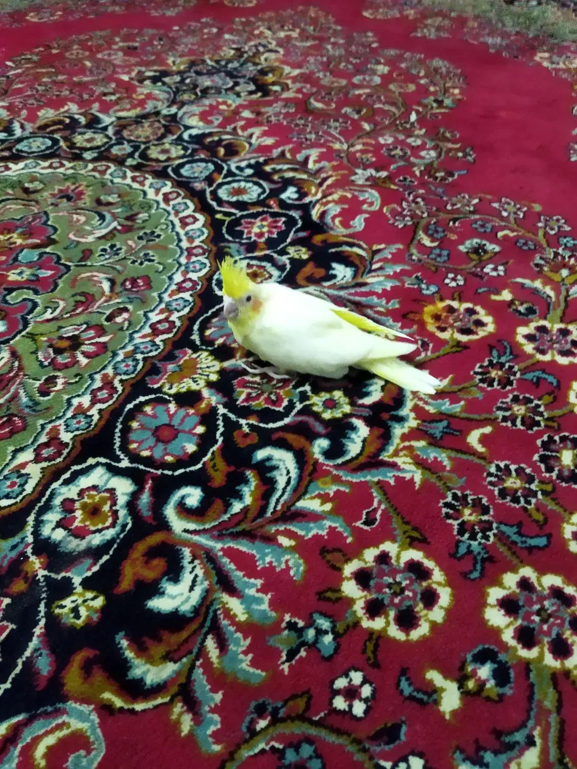 سلام جوجه عروس نژاد 6تخمه برای دستی کردن|پرنده|قم, شهرک امام حسین|دیوار