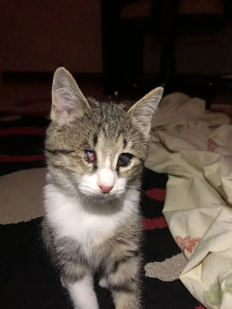 گربه|گربه|کرج, کرج نو|دیوار