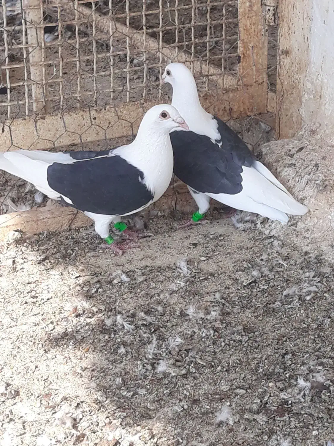 فروش کبوتر|پرنده|بوشهر, |دیوار