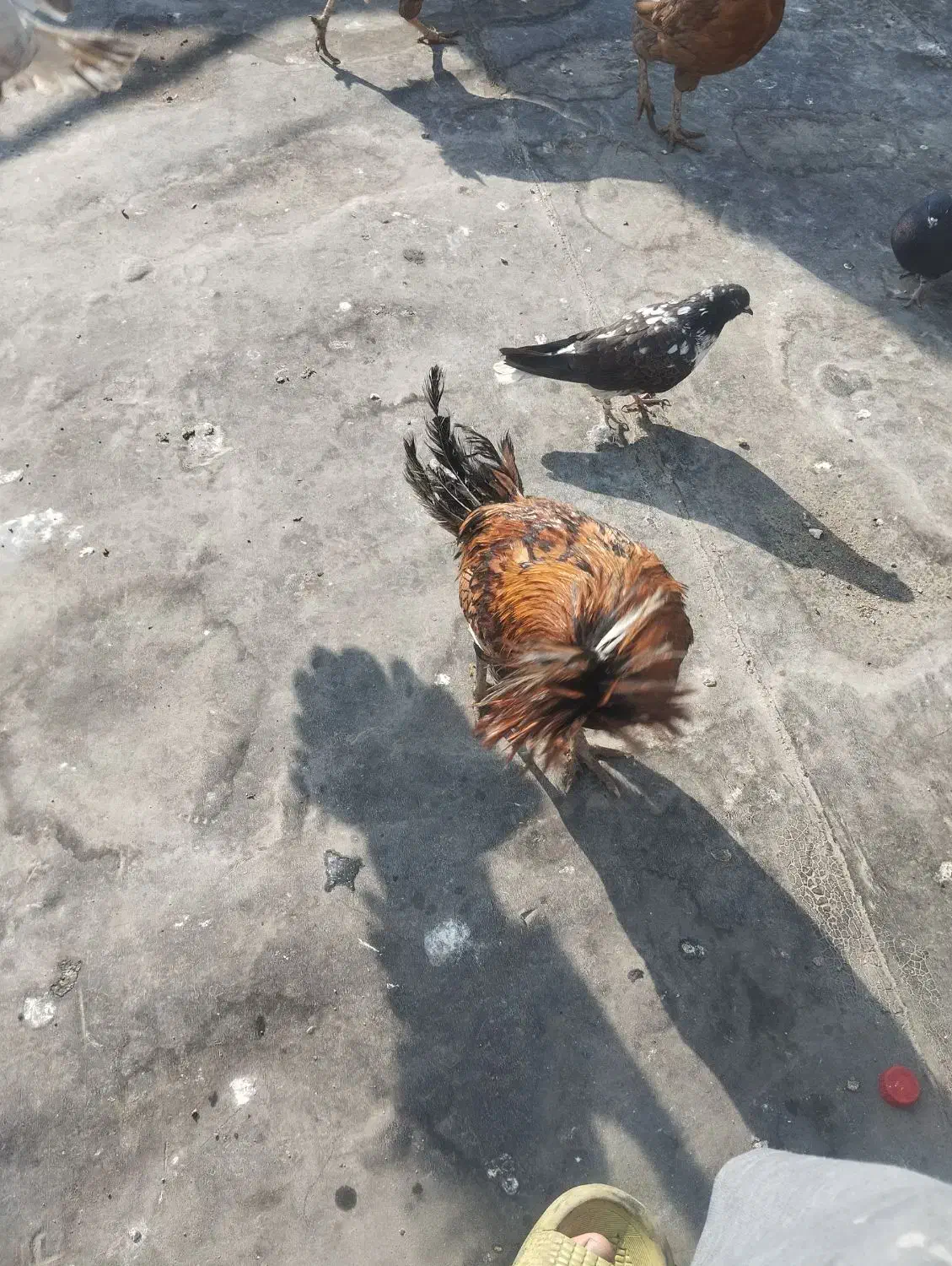 مرغ خروس محلی|حیوانات مزرعه|چهاردانگه (تهران), |دیوار