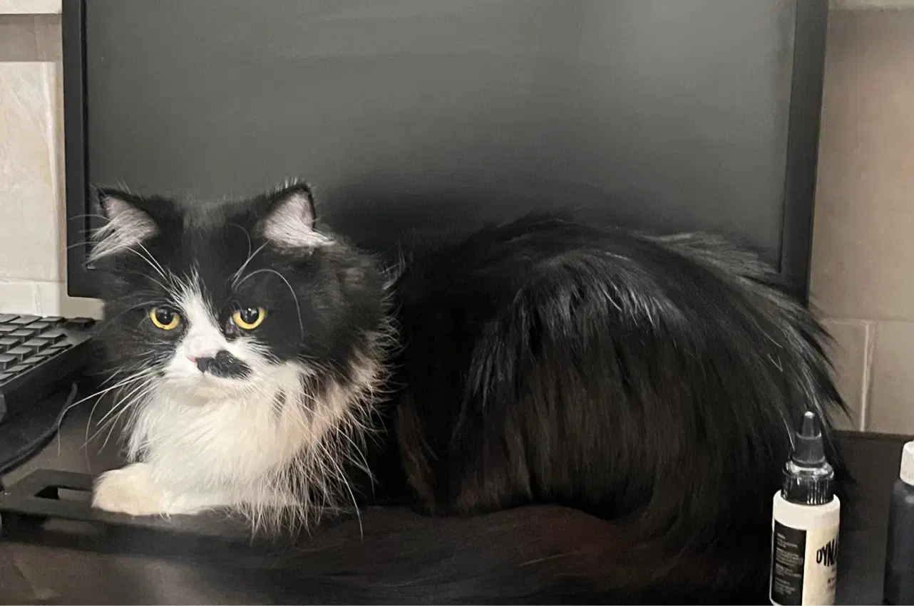 پرشین ماده جهت جفتگیری|گربه|قم, بنیاد|دیوار