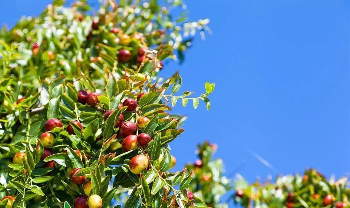 پیش فروش نهال عناب ژاپنی شناسه دار|خدمات باغبانی و درختکاری|بلبان آباد, |دیوار