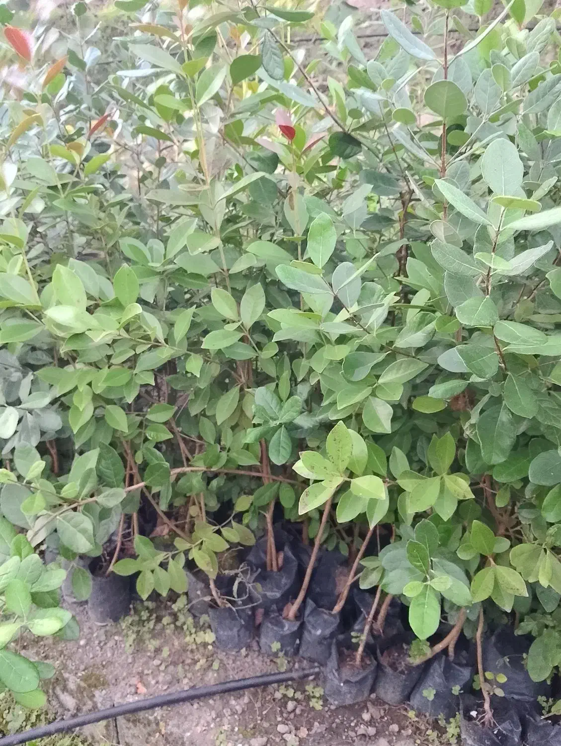 نهال فوجیوا و گواوایی موجود است|حراج|تالش, هشتپر|دیوار