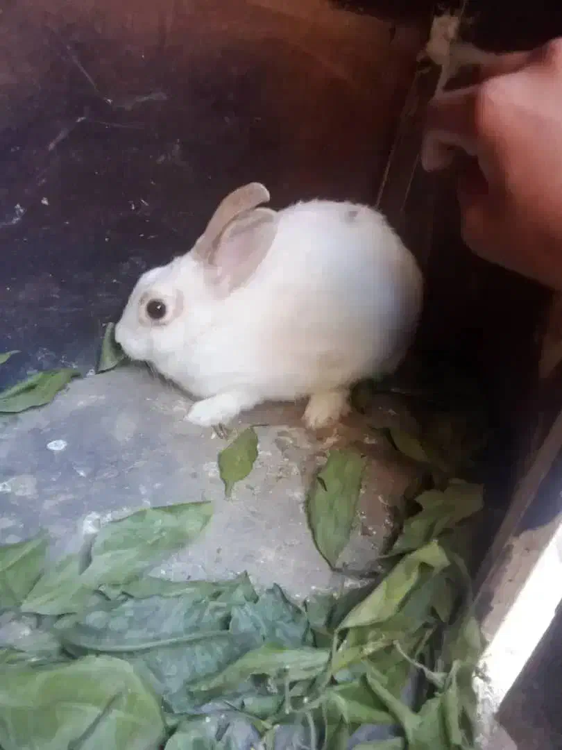 خرگوش لوطین|موش و خرگوش|ایرانشهر, |دیوار