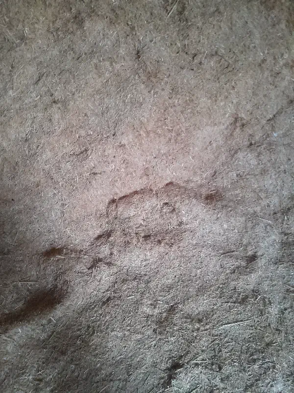 کاه گندم|لوازم جانبی حیوانات|اسفراین, |دیوار