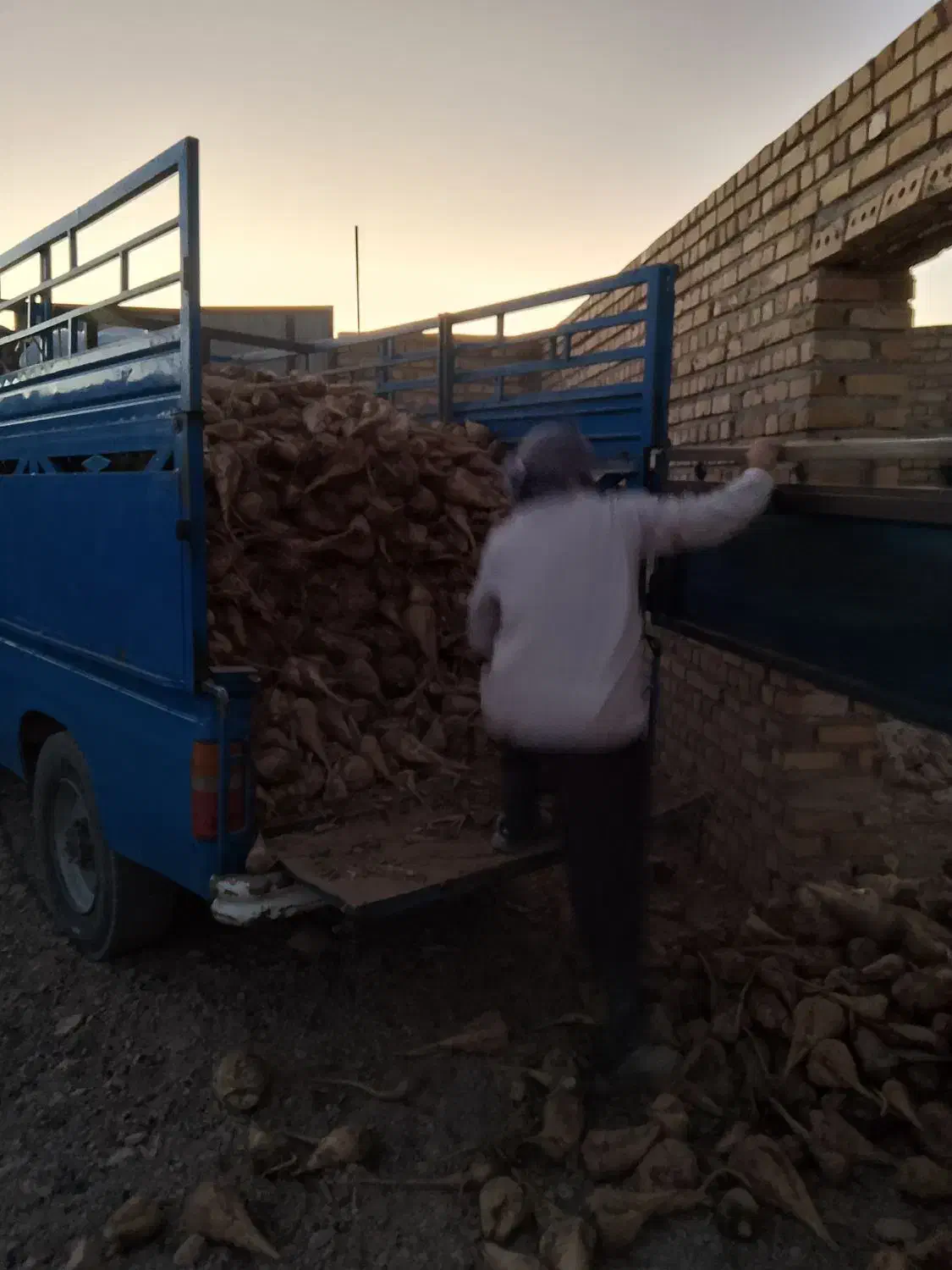 چغندر تازه|گل و گیاه طبیعی|تایباد, |دیوار