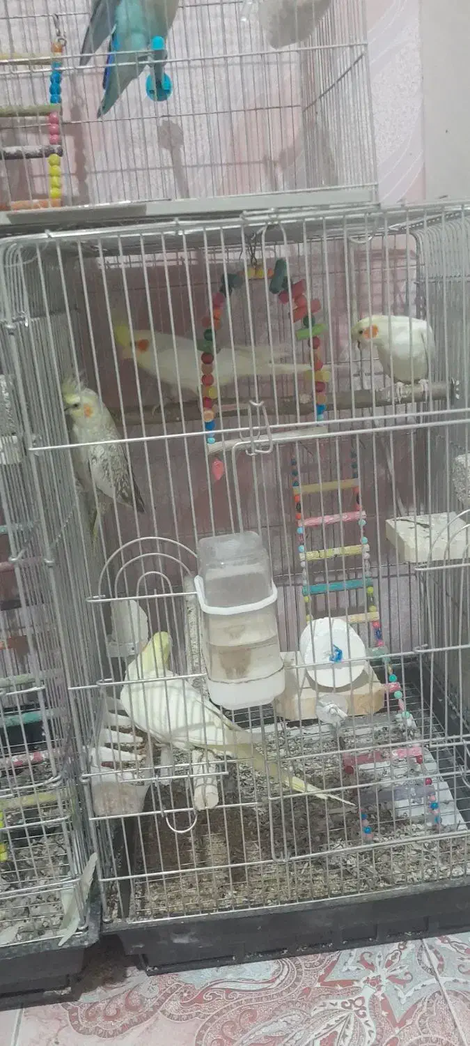 پرنده عروس و برزیلی|پرنده|لالجین, |دیوار