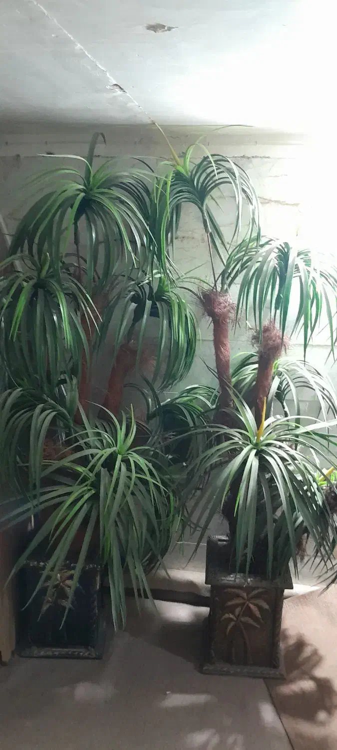 گل مصنوعی|گل مصنوعی|مشهد, طلاب|دیوار