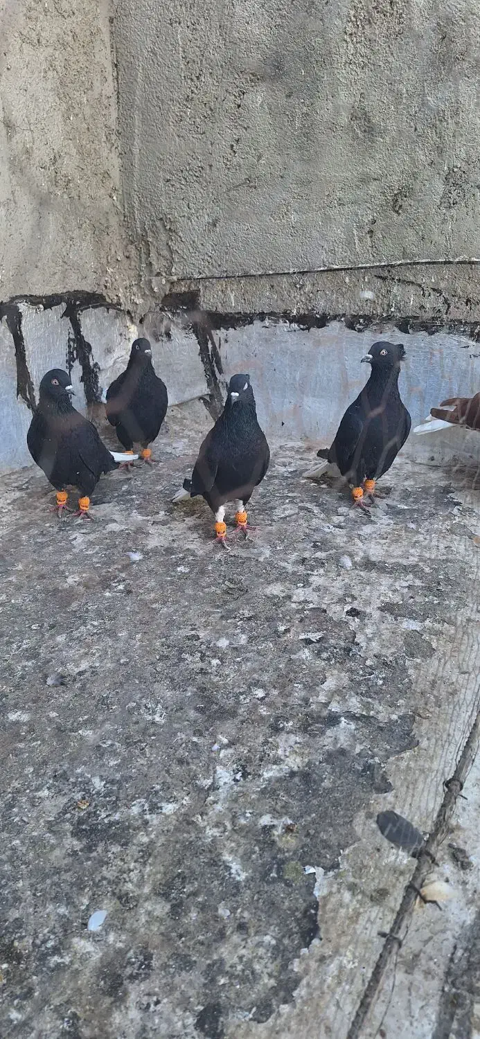 ۵تا دمسفید بشرط پرش|پرنده|الوند, |دیوار