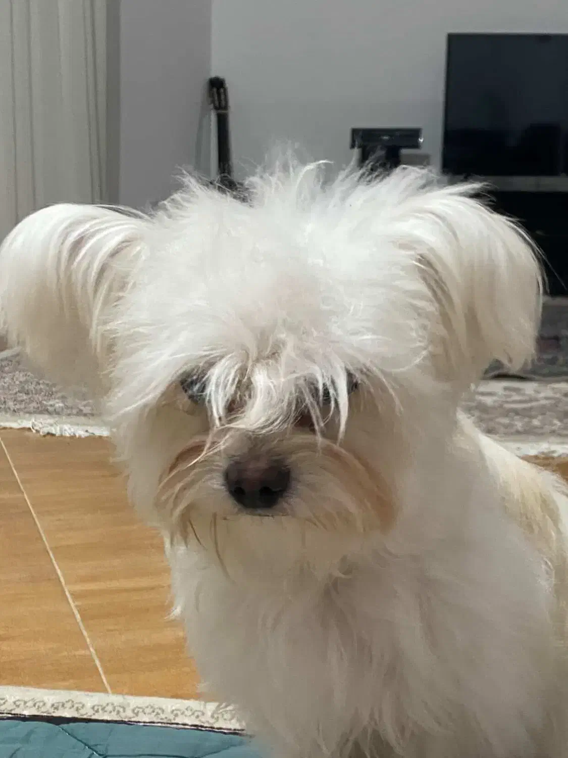 گمشده|حیوانات|مشهد, بهاران|دیوار