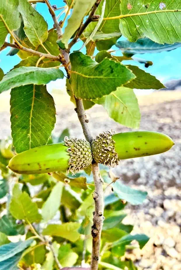 گندم بذر|گل و گیاه طبیعی|آبدانان, |دیوار