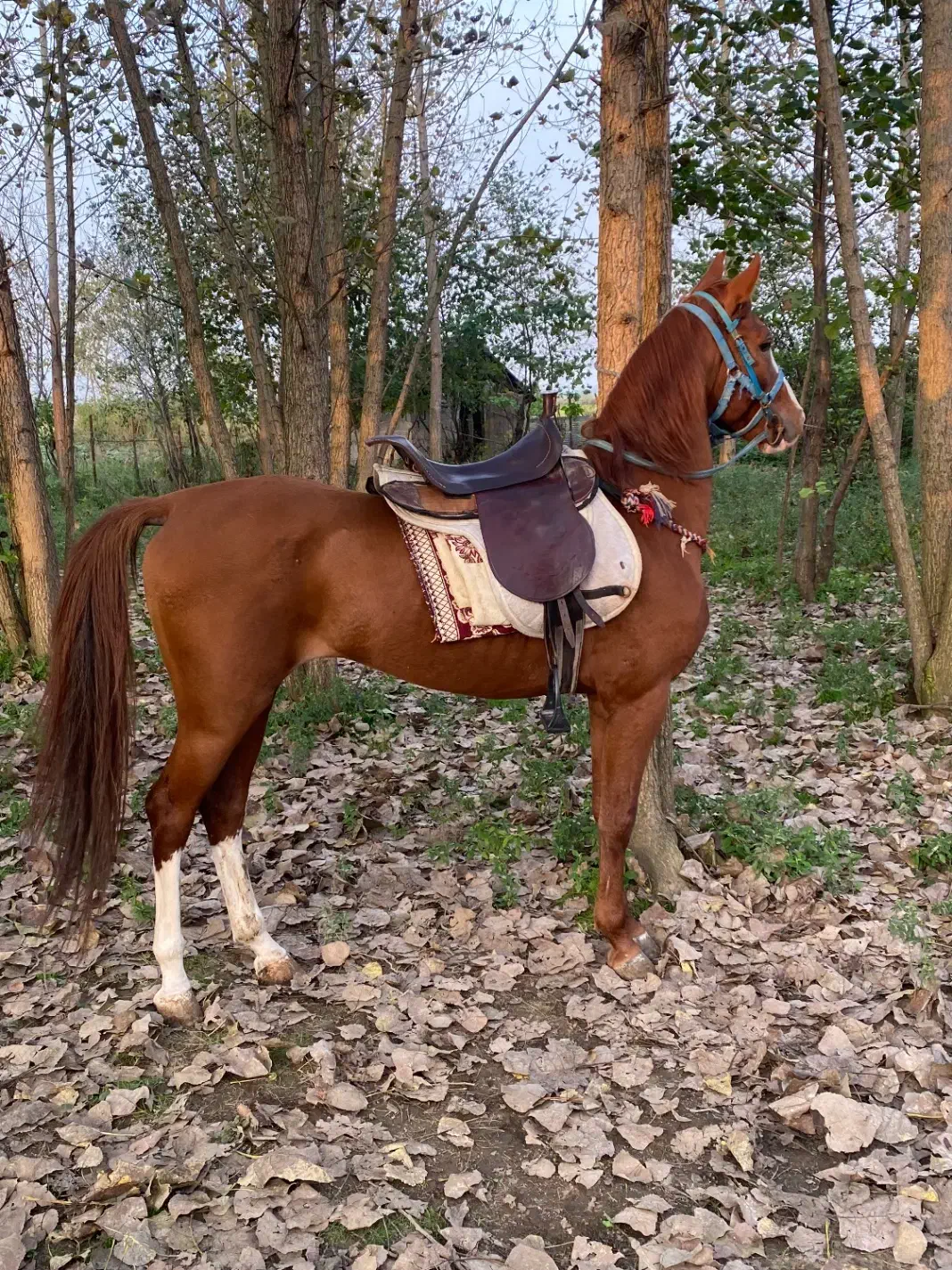 اسب کرد پنج ساله|اسب و تجهیزات اسبسواری|پیربازار, |دیوار