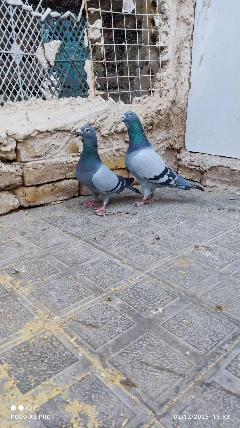 سبز|پرنده|تایباد, |دیوار