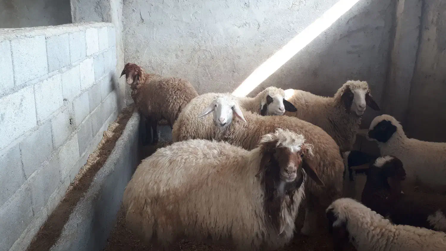 گوسفند در حیوانات مزرعه|حیوانات مزرعه|دشت ذهاب, |دیوار