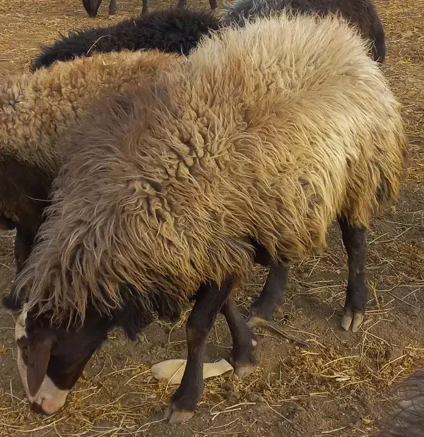 قوچ میش بره بز|حیوانات مزرعه|الیگودرز, |دیوار