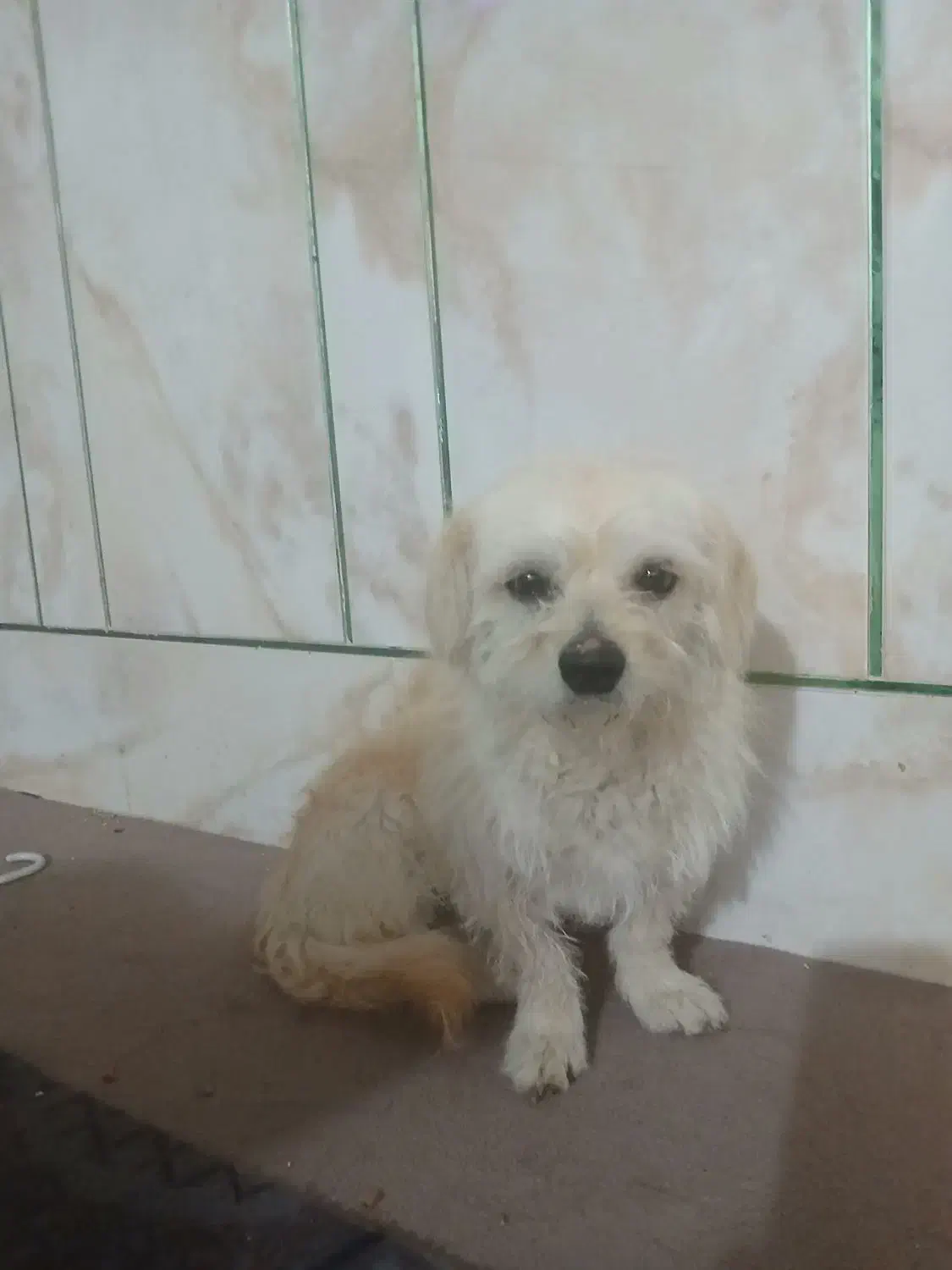 واگذاری سگ|سگ|رفسنجان, |دیوار