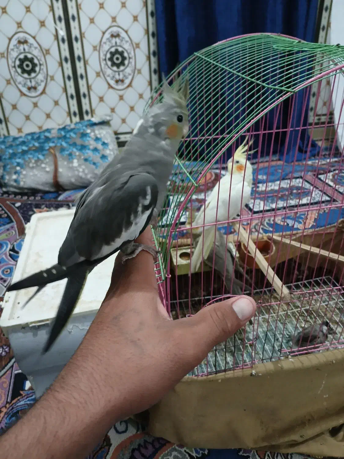 عروس هلندی|پرنده|شادگان, |دیوار