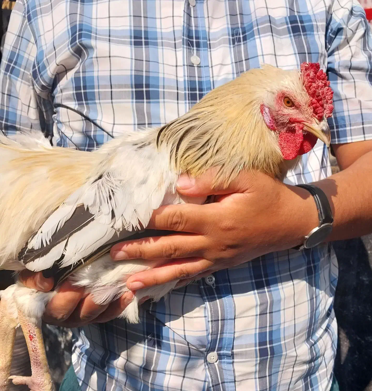 کوشین وچهل تاج|حیوانات مزرعه|رشت, فخب|دیوار