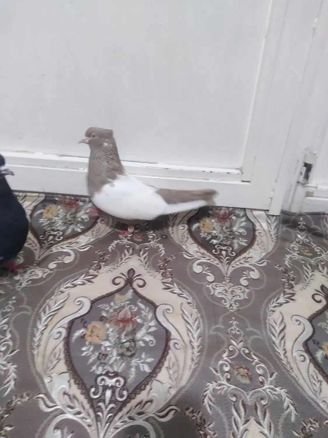 یکجفت گوینکلی ساری وقره|پرنده|ارومیه, |دیوار