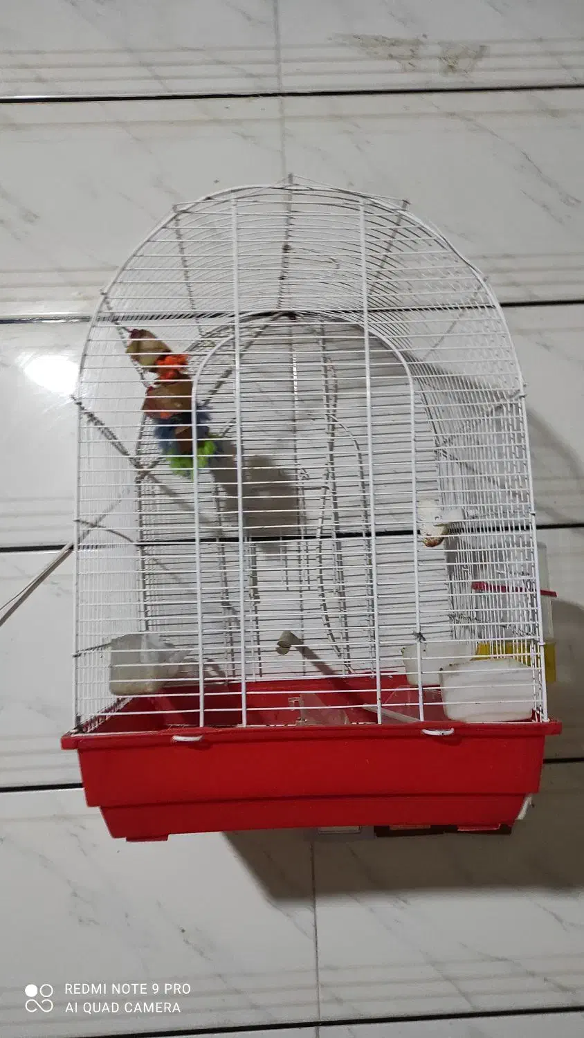 قفس پرنده|لوازم جانبی حیوانات|اندیمشک, |دیوار