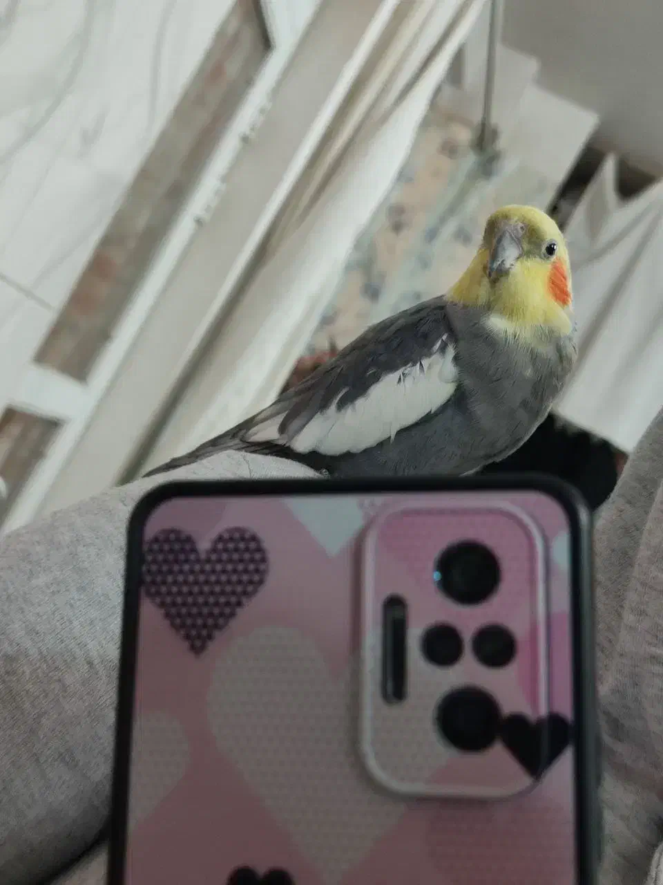 عروس هلندی|پرنده|باسمنج, |دیوار