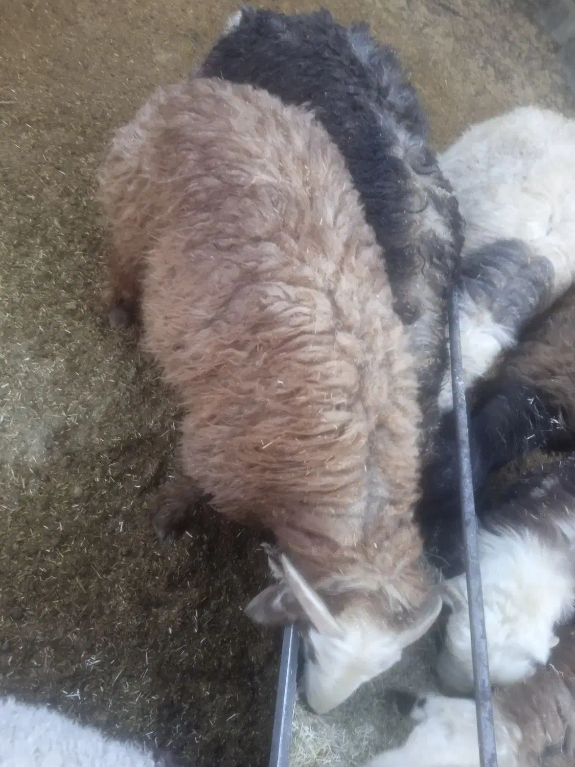 فروش بره نر|حیوانات مزرعه|جرقویه, |دیوار