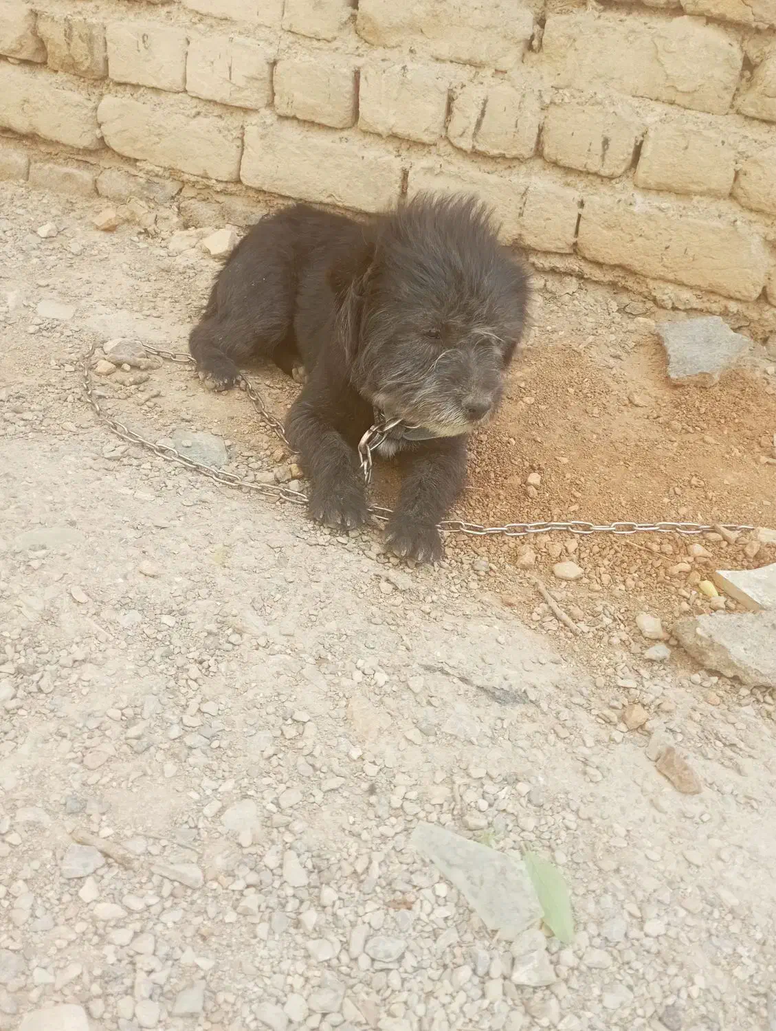 سگ گم شده|حیوانات|نورآباد, |دیوار