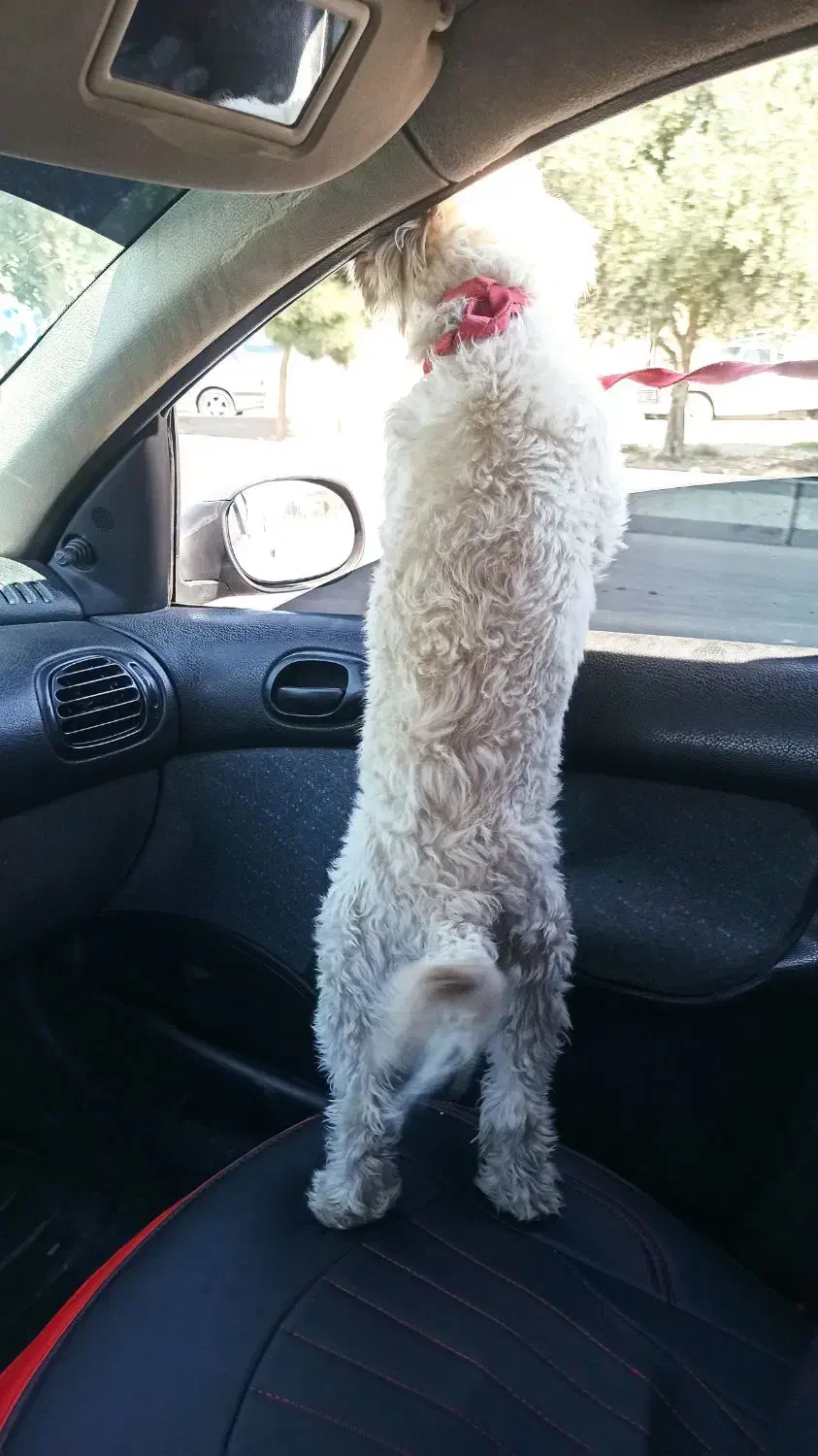 سگ شیتزو|سگ|سیرجان, |دیوار