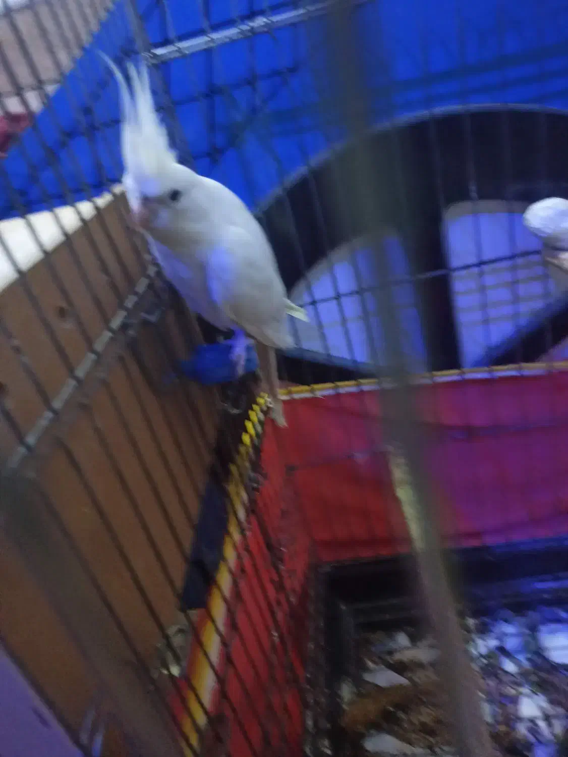 جفت عروس پارس البینو|پرنده|سوسنگرد, |دیوار