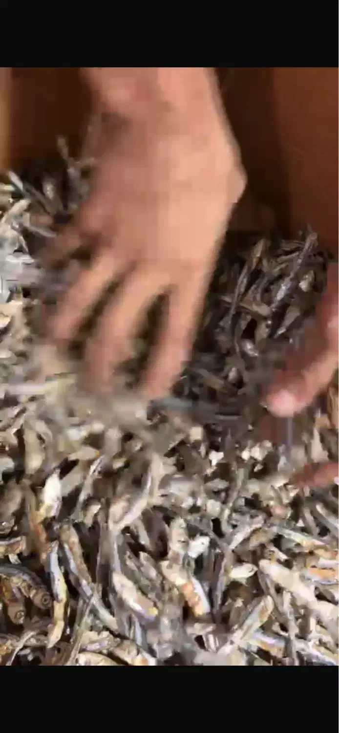 فروش ماهی متوتا درجه ۲|ماهی|قشم, |دیوار