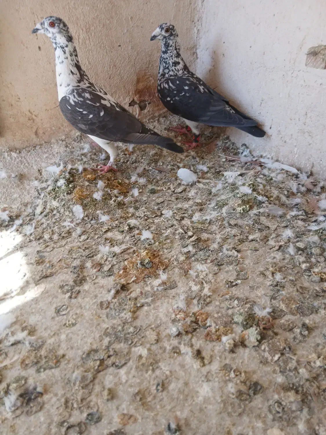 کبوتر بزک سینه سفید|پرنده|شیراز, کوشک میدان|دیوار