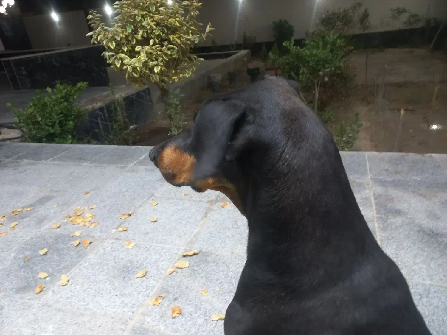 دوبرمن|سگ|زاویه, |دیوار