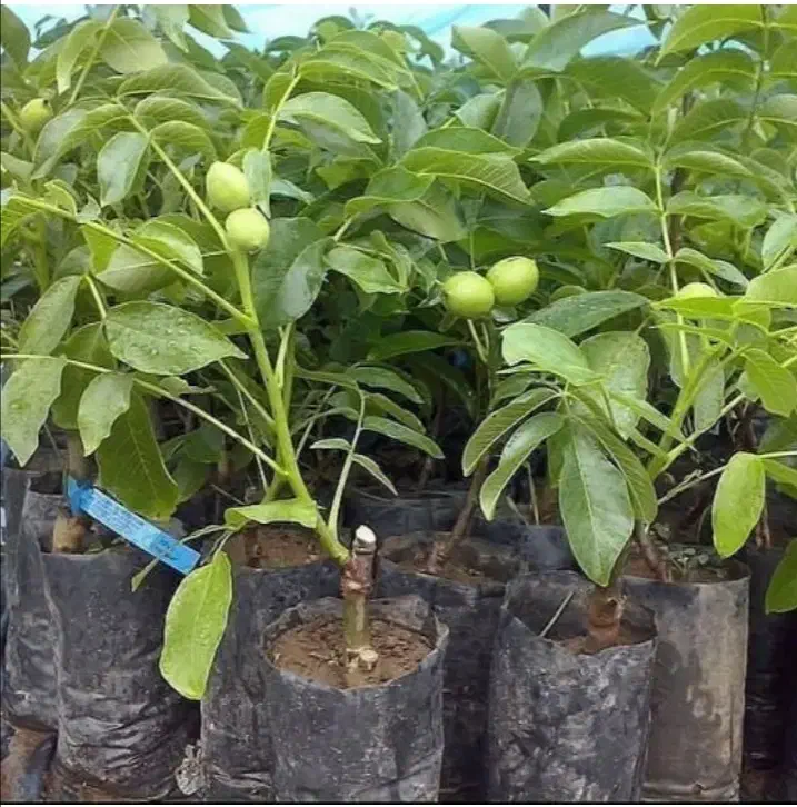 گردو تخم پیوندی|خدمات باغبانی و درختکاری|سامان, |دیوار