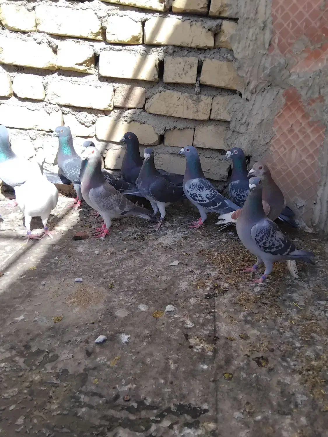 کبوتر پلاکی|پرنده|مرودشت, فرهنگ|دیوار