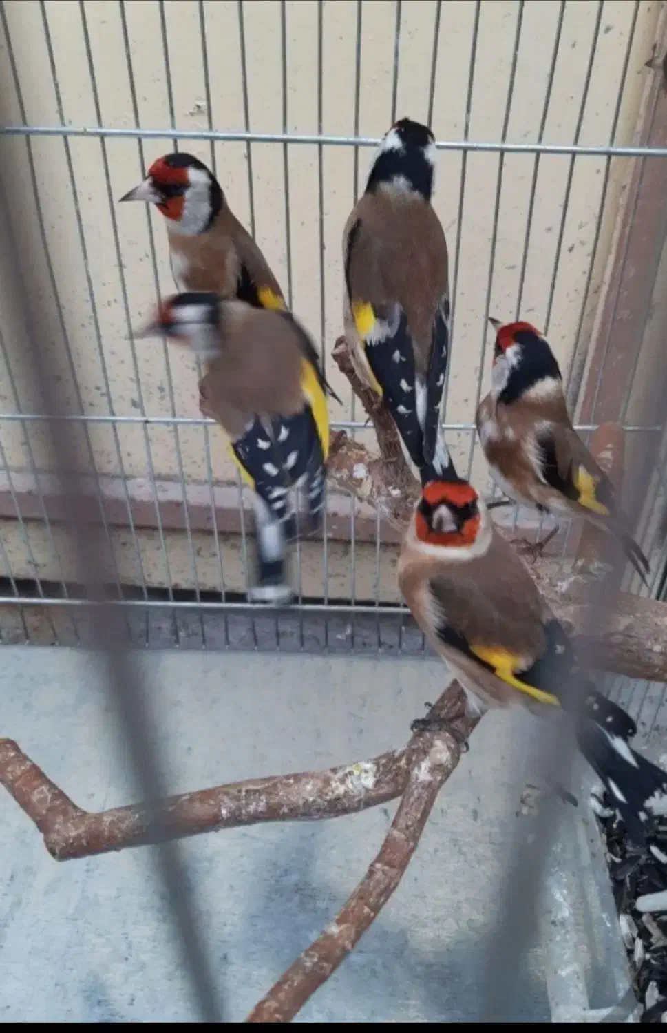 چند عددسهره درجه یک درجه یک|پرنده|همدان, |دیوار