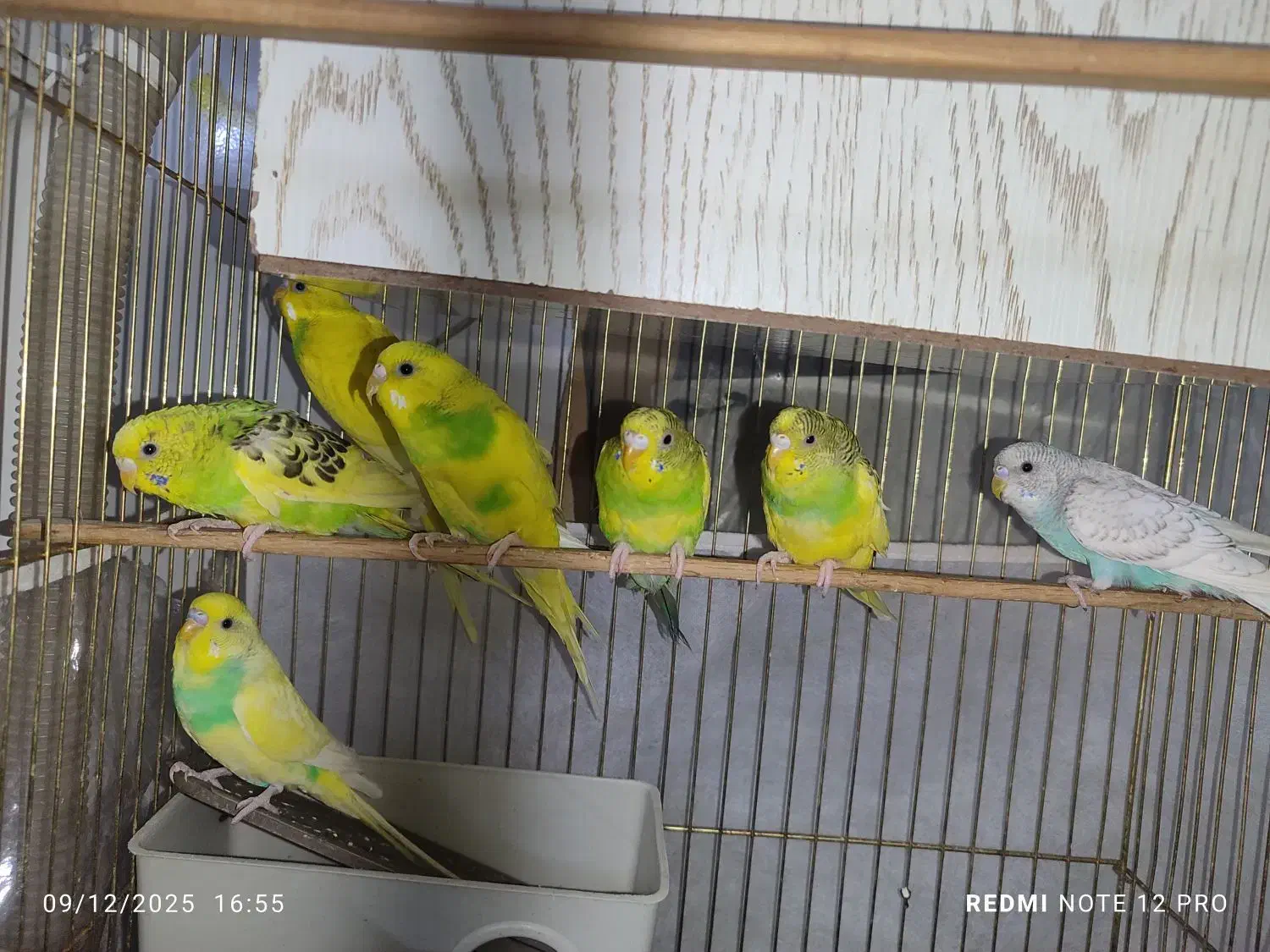 مرغ عشق|پرنده|مشهد, شترک|دیوار